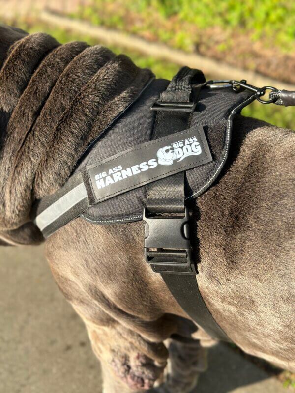 large dog breed harness