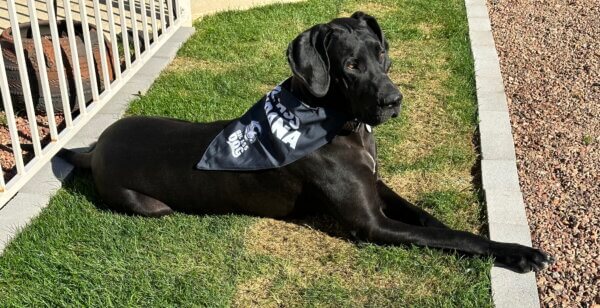 Large dog laying in the grass wearing a bandana