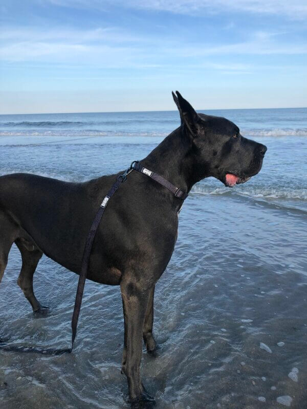 a Great Dane wearing a waterproof large dog collar and leash