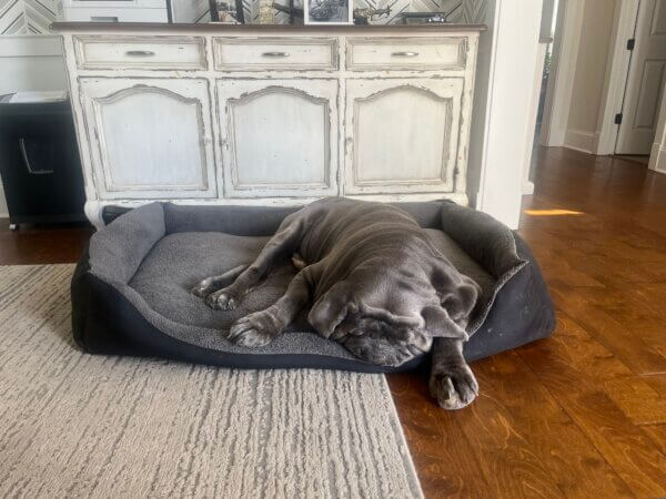 A Neapolitan Mastiff sleeping comfortably in the Big Ass Bed for dogs