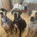 Three Great Danes that are very excited for their products from Big Ass Dog Company