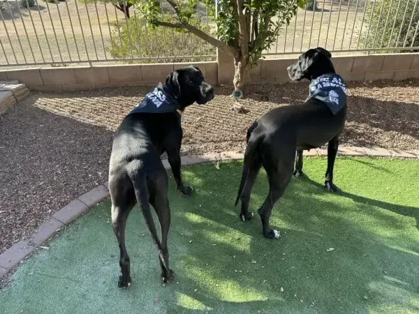 Large dogs in their backyard wearing big ass bandanas